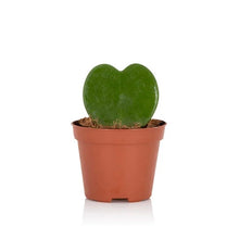 Load image into Gallery viewer, Hoya kerrii, 6cm Pot