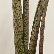 Load image into Gallery viewer, Alocasia brancifolia - Serpent's Tail, 19cm Pot