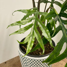 Load image into Gallery viewer, Alocasia brancifolia - Serpent's Tail, 19cm Pot