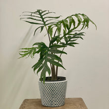 Load image into Gallery viewer, Alocasia brancifolia - Serpent's Tail, 19cm Pot