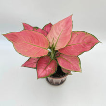 Load image into Gallery viewer, Aglaonema Valkyrie - Chinese Evergreen, 7cm Pot - RARE PLANT!