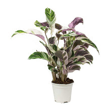 Load image into Gallery viewer, Calathea White Fusion, 14cm Pot