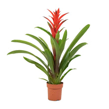 Load image into Gallery viewer, Guzmania Ostara - Bromeliad, 12cm Pot