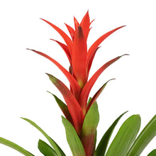 Load image into Gallery viewer, Guzmania Ostara - Bromeliad, 12cm Pot