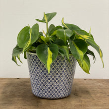 Load image into Gallery viewer, Old Style Dutch Pots - MEDIUM - Blue