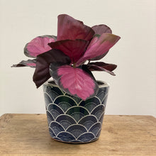 Load image into Gallery viewer, Old Style Dutch Pots - MEDIUM - Navy Blue