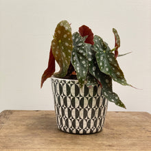 Load image into Gallery viewer, Old Style Dutch Pots - MEDIUM - Black