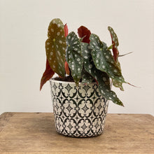 Load image into Gallery viewer, Old Style Dutch Pots - MEDIUM - Black