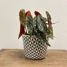 Load image into Gallery viewer, Old Style Dutch Pots - MEDIUM - Black