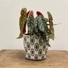 Load image into Gallery viewer, Old Style Dutch Pots - MEDIUM - Black