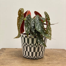 Load image into Gallery viewer, Old Style Dutch Pots - MEDIUM - Black