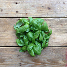 Load image into Gallery viewer, Basil Genovese