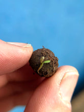 Load image into Gallery viewer, Artist Meadow Seedball Tin