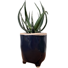 Load image into Gallery viewer, Aloe maidu - Hybrid Plant - 8.5cm pot