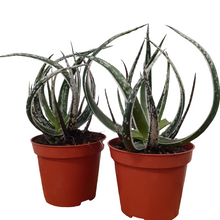 Load image into Gallery viewer, Aloe maidu - Hybrid Plant - 8.5cm pot