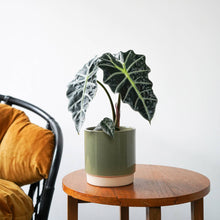 Load image into Gallery viewer, Enos Ceramic Indoor Plant Pot H13.5cm D13cm