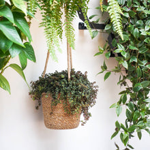 Load image into Gallery viewer, Odda Hanging Natural Seagrass Lined Indoor Planter