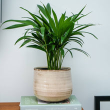 Load image into Gallery viewer, Como Hand Finished Indoor Ceramic Plant Pot H21cm & D26cm