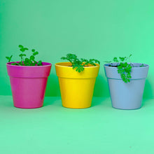 Load image into Gallery viewer, Bee Seedball Wildflower Boxes