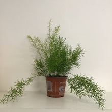 Load image into Gallery viewer, Asparagus fern mix - Asparagus Fern, 12cm pot.