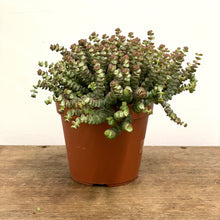 Load image into Gallery viewer, Crassula Marnieriana ‘Hottentot’, 13cm Pot