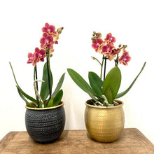 Load image into Gallery viewer, Phalaenopsis - Orchid Mixed Colors, 12cm Pot