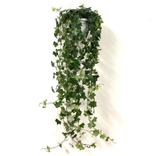 Load image into Gallery viewer, Hedera Helix - Ivy, 24cm pot.