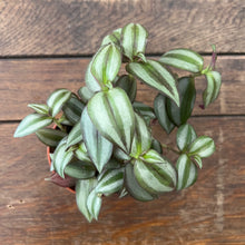 Load image into Gallery viewer, Tradescantia Zebrina ‘Violet Hill’, 9cm Pot