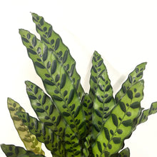 Load image into Gallery viewer, Calathea Lancifolia - Rattlesnake Calathea, 17cm Pot