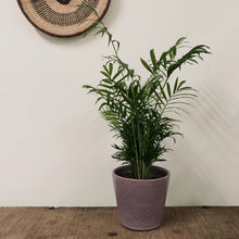 Load image into Gallery viewer, Chamaedorea elegans - Parlour Palm, 17cm pot.