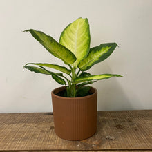 Load image into Gallery viewer, Dieffenbachia camilla, 12cm Pot