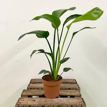 Load image into Gallery viewer, Strelitzia nicolai - Bird of Paradise, 19cm Pot