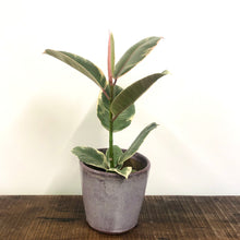 Load image into Gallery viewer, Ficus Tineke - Variegated Rubber Plant, 12cm Pot