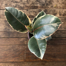 Load image into Gallery viewer, Ficus Tineke - Variegated Rubber Plant, 12cm Pot