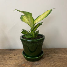 Load image into Gallery viewer, Dieffenbachia camilla, 12cm Pot