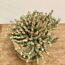 Load image into Gallery viewer, Crassula Marnieriana ‘Hottentot’, 13cm Pot