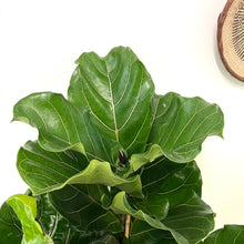 Load image into Gallery viewer, Ficus Lyrata - Fiddle Leaf Fig, 30cm Pot