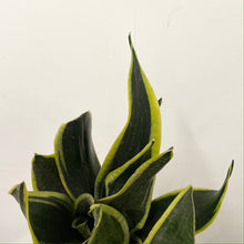 Load image into Gallery viewer, Sansevieria Trifasciata - Snake Plant, 11cm Pot