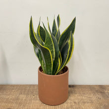 Load image into Gallery viewer, Sansevieria Trifasciata - Snake Plant, 11cm Pot