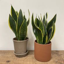 Load image into Gallery viewer, Sansevieria Trifasciata - Snake Plant, 11cm Pot