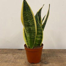 Load image into Gallery viewer, Sansevieria futura superba - Snake Plant, 12cm pot.