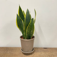 Load image into Gallery viewer, Sansevieria Trifasciata - Snake Plant, 11cm Pot
