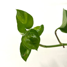 Load image into Gallery viewer, Epipremnum - Global Green, 15cm Hanging Pot
