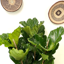 Load image into Gallery viewer, Ficus Lyrata - Fiddle Leaf Fig, 30cm Pot
