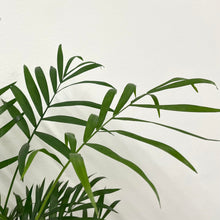 Load image into Gallery viewer, Chamaedorea elegans - Parlour Palm, 17cm pot.