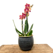 Load image into Gallery viewer, Phalaenopsis - Orchid Mixed Colors, 12cm Pot