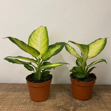 Load image into Gallery viewer, Dieffenbachia camilla, 12cm Pot