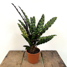 Load image into Gallery viewer, Calathea Lancifolia - Rattlesnake Calathea, 17cm Pot