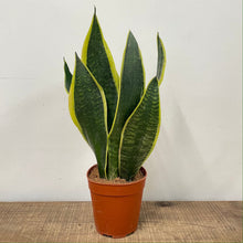 Load image into Gallery viewer, Sansevieria Trifasciata - Snake Plant, 11cm Pot