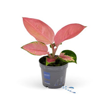 Load image into Gallery viewer, Aglaonema Valkyrie - Chinese Evergreen, 7cm Pot - RARE PLANT!